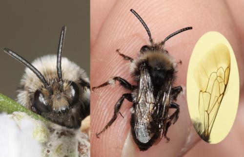 Réf. 68 475 : Melecta albifrons