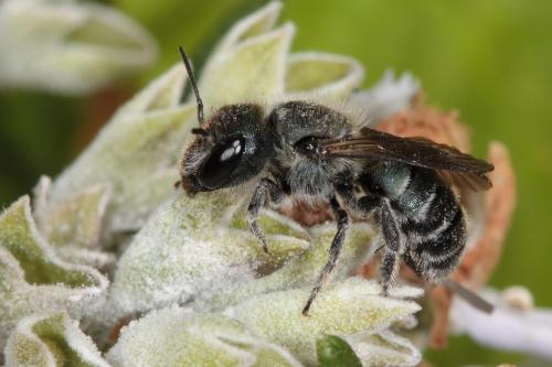 Réf. 68 520 : Osmia sp.