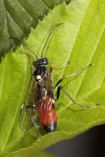 Réf. 68 521 : Tenthredopsis sp.