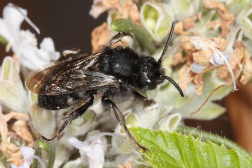 Réf. 68 517 : Melecta sp.