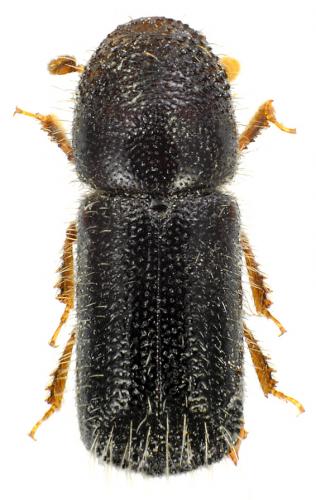 Taphrorychus bicolor