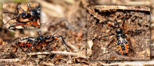 Rhynocoris iracundus