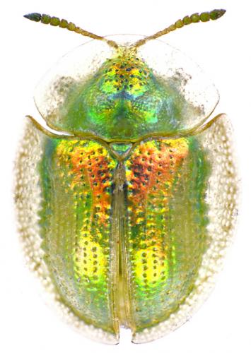 Réf. 68 571 : Cassida margaritacea