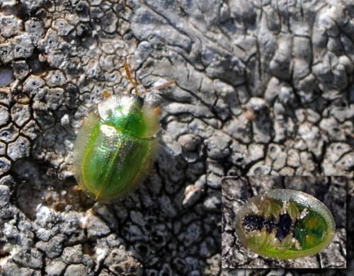 Réf. 68 557 : Cassida margaritacea