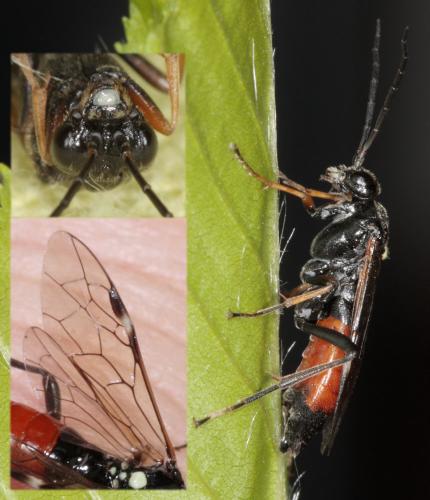 Tenthredopsis sp.