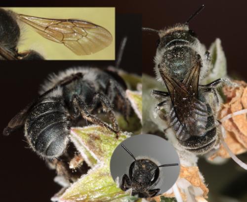 Osmia sp.