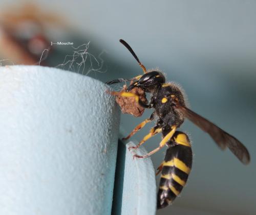 Ancistrocerus sp.