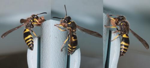 Ancistrocerus sp.