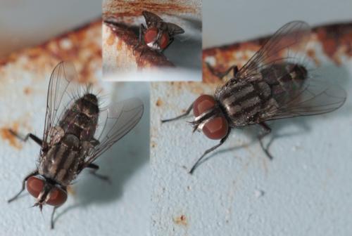 Amobia sp.