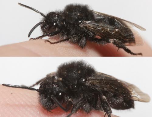 Melecta sp.