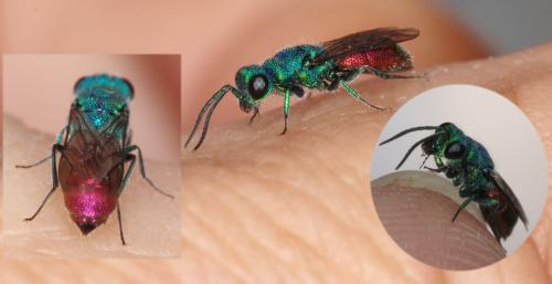 Chrysis sp.