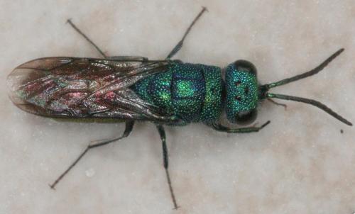 Chrysis sp.