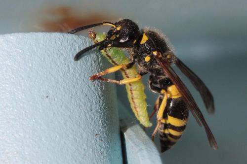 Ancistrocerus sp.