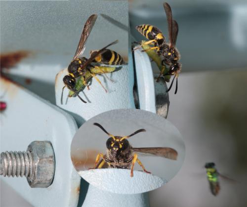 Ancistrocerus sp.