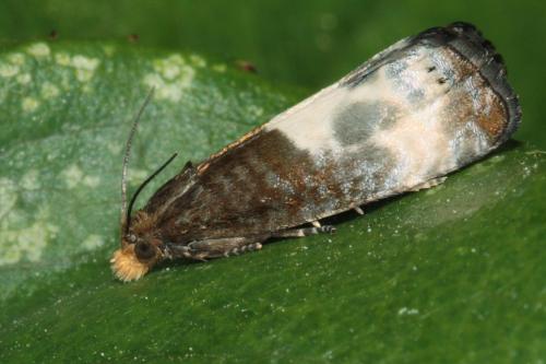 Notocelia cynosbatella