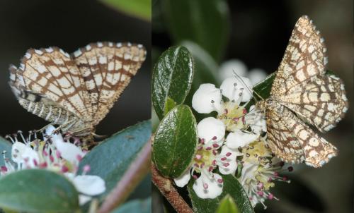 Chiasmia clathrata