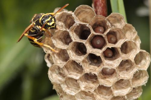 Réf. 68 812 : Polistes nimpha