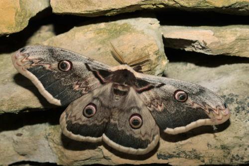 Réf. 68 865 : Saturnia pyri
