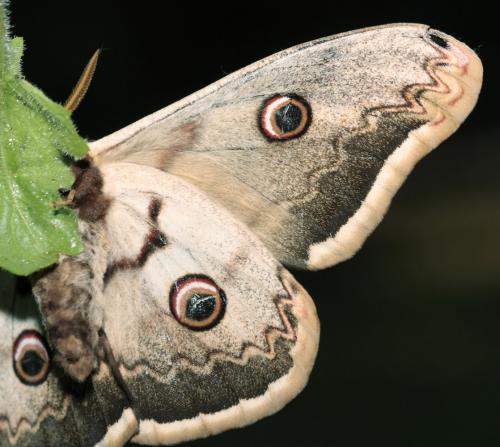 Réf. 68 866 : Saturnia pyri
