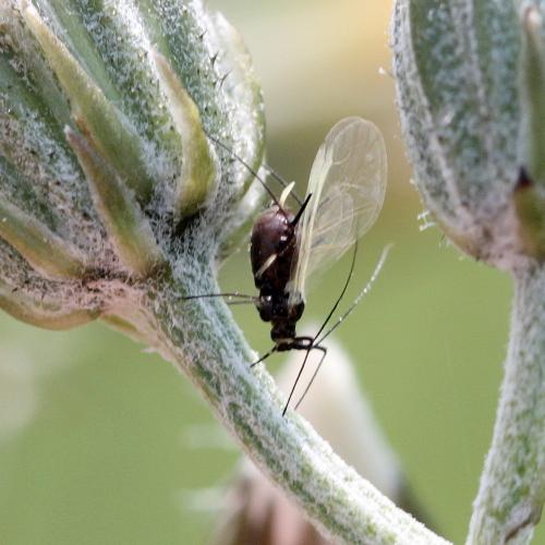 Uroleucon sp.