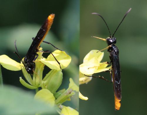Réf. 68 997 : Calameuta pygmaea