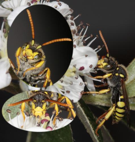 Réf. 68 988 : Nomada succincta