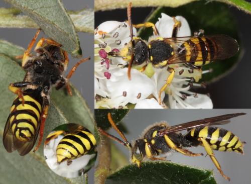 Nomada succincta
