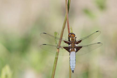 Libellula depressa