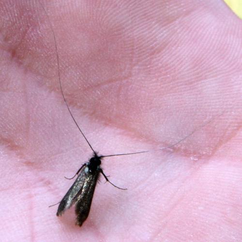 Adela reaumurella