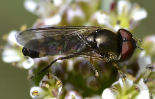 Réf. 68 742 : Platycheirus sp.