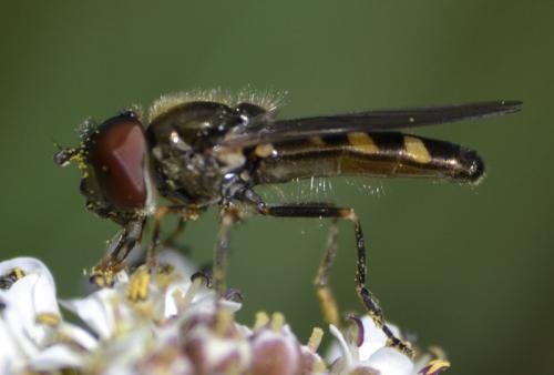 Réf. 68 744 : Platycheirus sp.