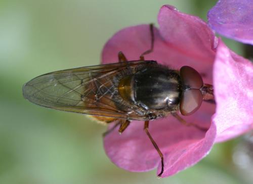 Réf. 68 452 : Rhingia campestris