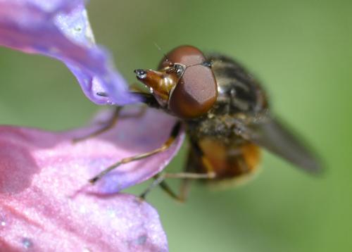 Réf. 68 453 : Rhingia campestris