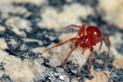 Silhouettella loricatula