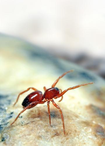 Silhouettella loricatula
