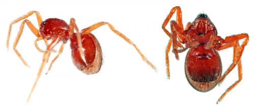 Réf. 68 569 : Silhouettella loricatula