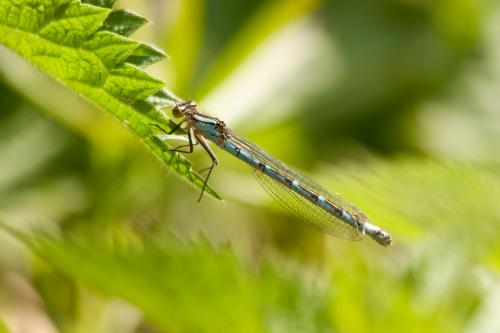 Enallagma cyathigerum