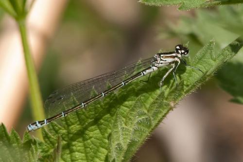 Coenagrion puella
