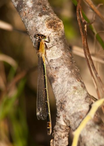 Ischnura elegans