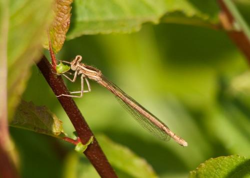 Réf. 68 470 : Platycnemis acutipennis