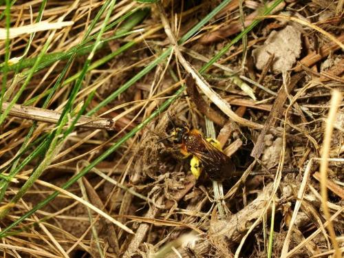 Andrena sp.