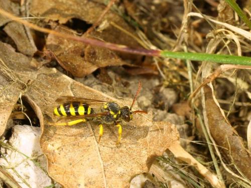 Nomada sp.