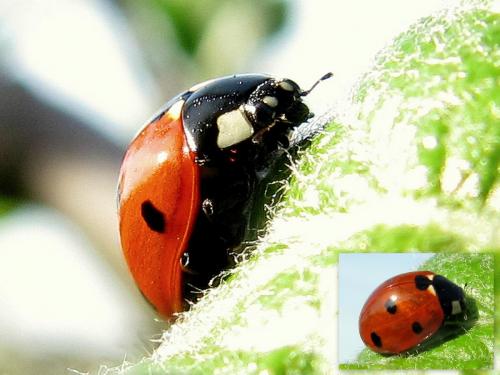 Coccinella septempunctata
