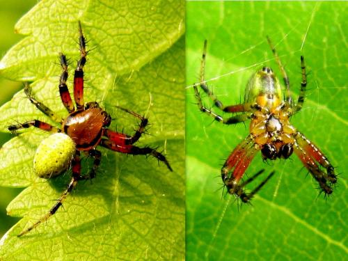 Araniella sp.