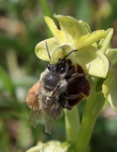 Colletes cunicularius