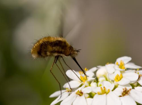 Réf. 68 100 : Bombylius major