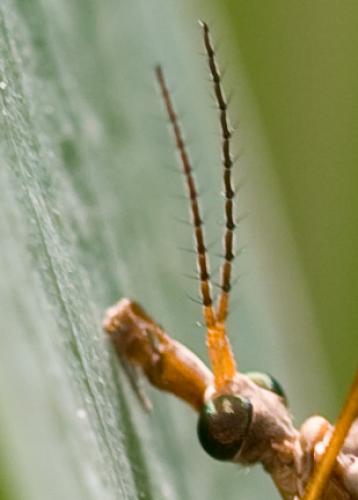 Réf. 68 116 : Tipula oleracea