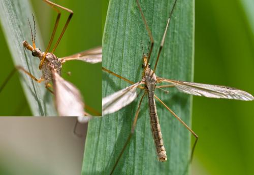 Tipula oleracea