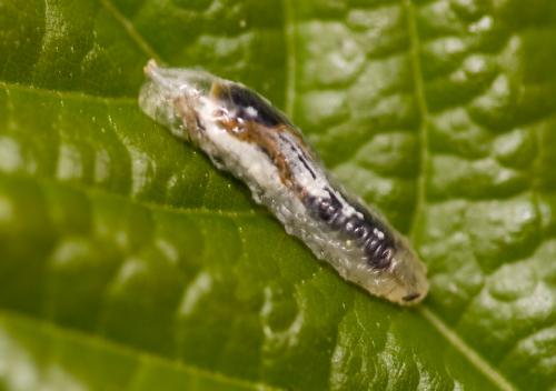 Episyrphus balteatus