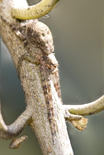 Philodromus sp.
